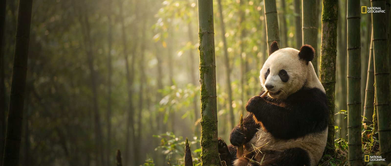 搜同网动物写真与视频社区